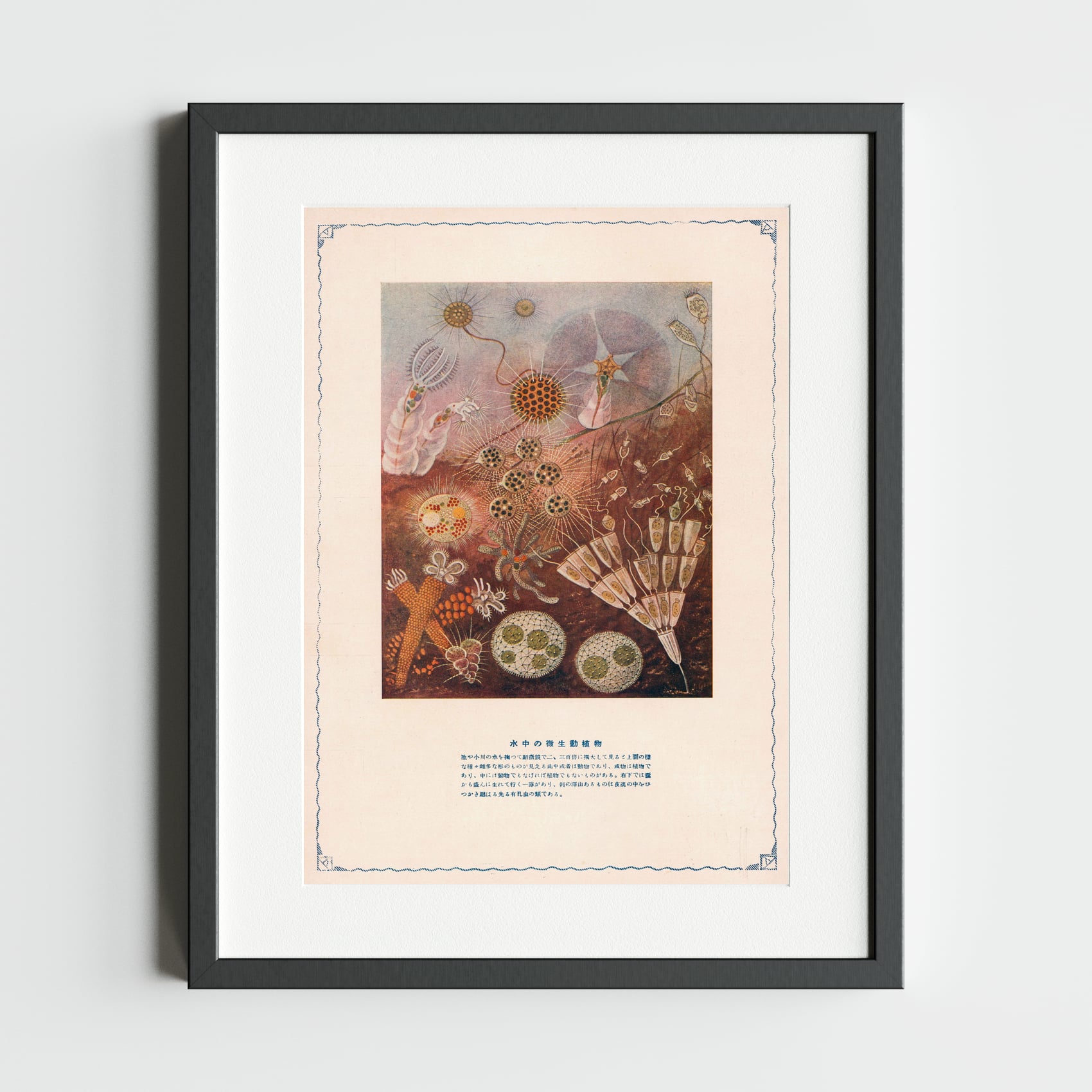 Vintage Scientific Illustration of Microscopic Life